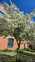 Chionanthus retusus