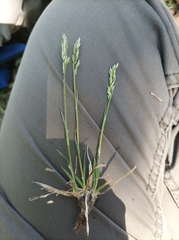 Poa badensis