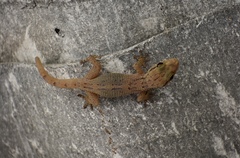 Tarentola americana