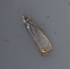Microcrambon paphiellus