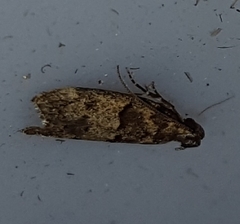 Ancylometis mulaella