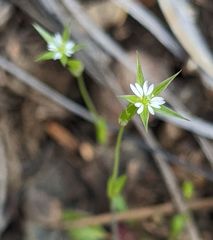Stellaria nitens