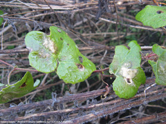 Passiflora morifolia