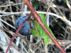 Passiflora morifolia