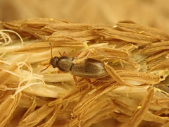 Telmatophilus caricis
