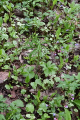 Ranunculus cassubicus