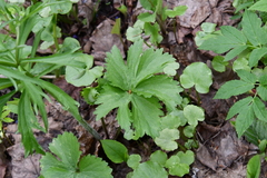 Ranunculus cassubicus