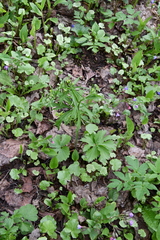 Ranunculus cassubicus