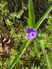 Tradescantia ernestiana
