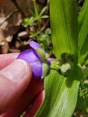 Tradescantia ernestiana