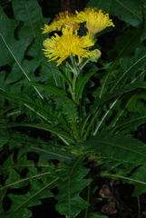 Sonchus congestus