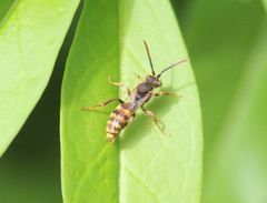 Nomada lathburiana