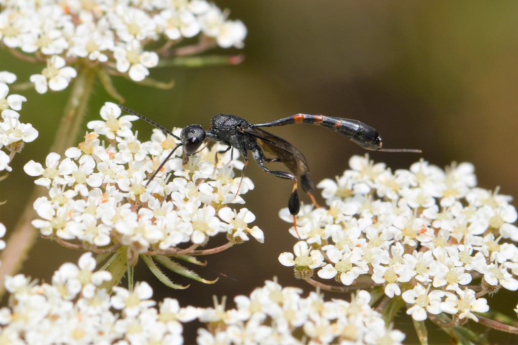 Gasteruption undulatum