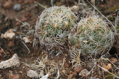 Coryphantha radians