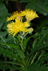 Sonchus congestus