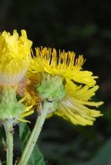 Sonchus congestus