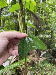 Passiflora tulae