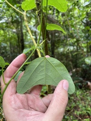 Passiflora tulae