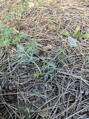 Lomatium orientale