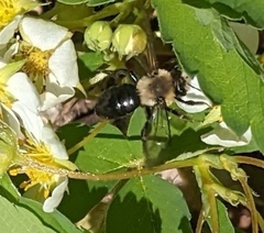 Andrena vicina