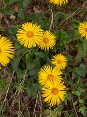 Doronicum caucasicum