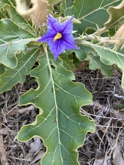 Solanum lycocarpum