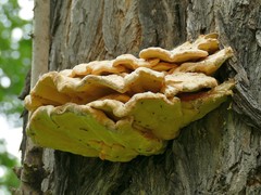 Laetiporus sulphureus