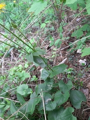 Doronicum caucasicum