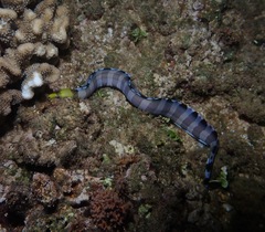 Gymnothorax rueppelliae