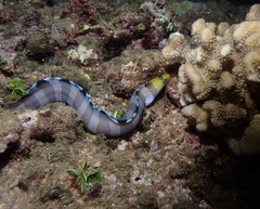 Gymnothorax rueppelliae
