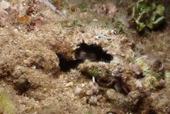 Gymnothorax gracilicauda