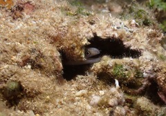 Gymnothorax gracilicauda