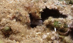 Gymnothorax gracilicauda