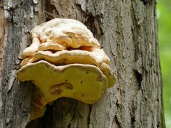 Laetiporus sulphureus