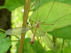 Tipula lunata