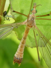 Tipula lunata