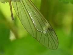 Tipula lunata