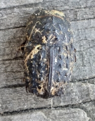 Sarophorus punctatus