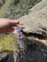 Petromarula pinnata