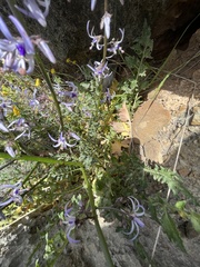 Petromarula pinnata