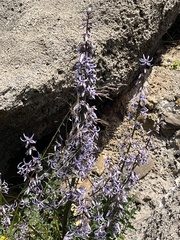Petromarula pinnata