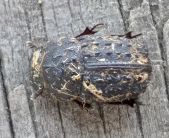 Sarophorus punctatus