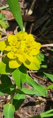 Euphorbia epithymoides
