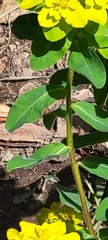 Euphorbia epithymoides