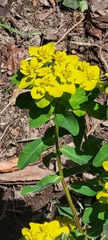 Euphorbia epithymoides