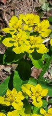 Euphorbia epithymoides