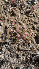 Eriogonum nortonii