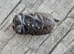 Sarophorus punctatus