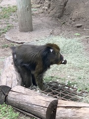 Mandrillus