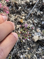 Eriogonum nortonii